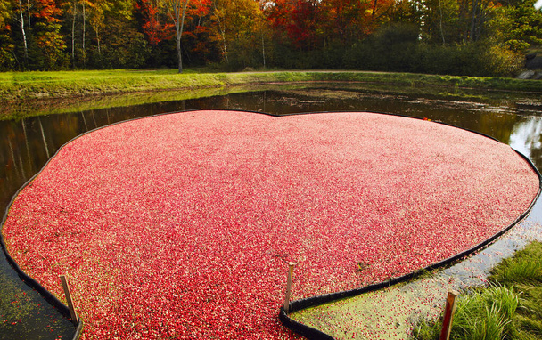 Cranberry marsh in the form of a heart. Cranberry Harvesting. - Фото, изображение