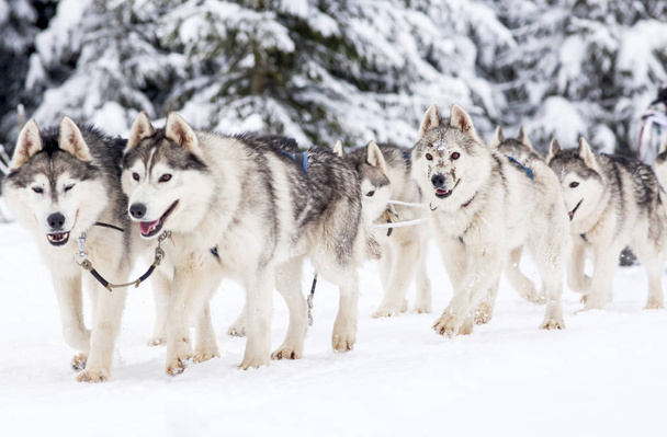 traîneau à chiens course avec huskies
 - Photo, image