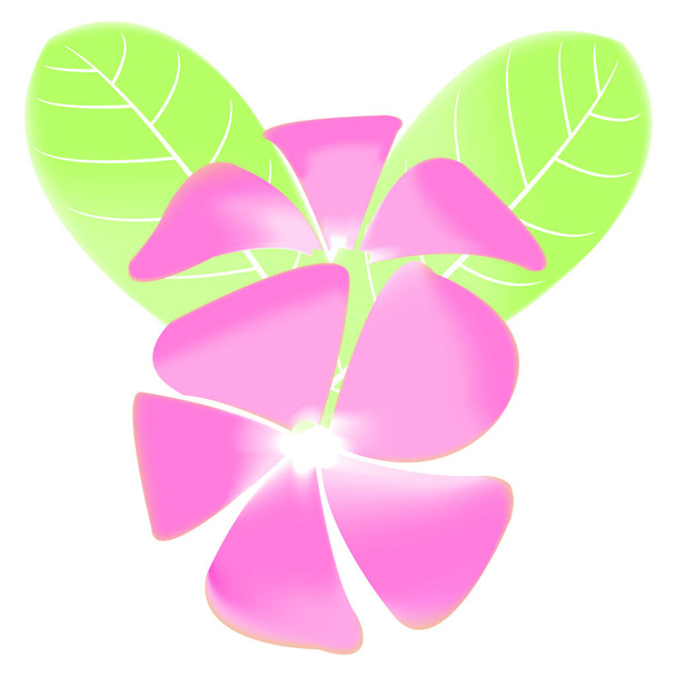 frangipani und Blätter isoliert auf weißem Hintergrund - Vektor, Bild