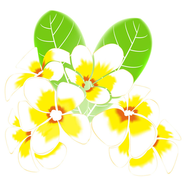 frangipani und Blätter isoliert auf weißem Hintergrund - Vektor, Bild