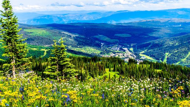 Escursione attraverso i prati alpini pieni di abbondanti fiori selvatici. Sulla montagna di Tod nel villaggio alpino di Sun Peaks nelle Shuswap Highlands della regione di Okanagen nella Columbia Britannica, Canada
 - Foto, immagini