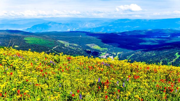Прогулюючись альпійськими луками, повними польових квітів. На горі Тод у альпійському селі Сан - Пікс у горах Шусвап Оканаген (Британська Колумбія, Канада). - Фото, зображення