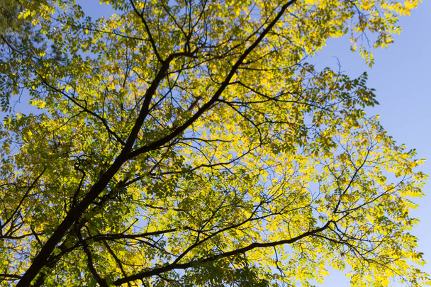 Autumn foliage abstract background - Photo, Image