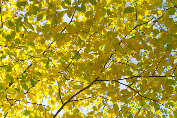Autumn foliage abstract background - Φωτογραφία, εικόνα