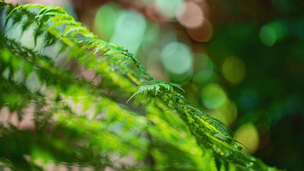 Close Up Of A Fern With Intentionally Blurred Foreground And Background - 写真・画像
