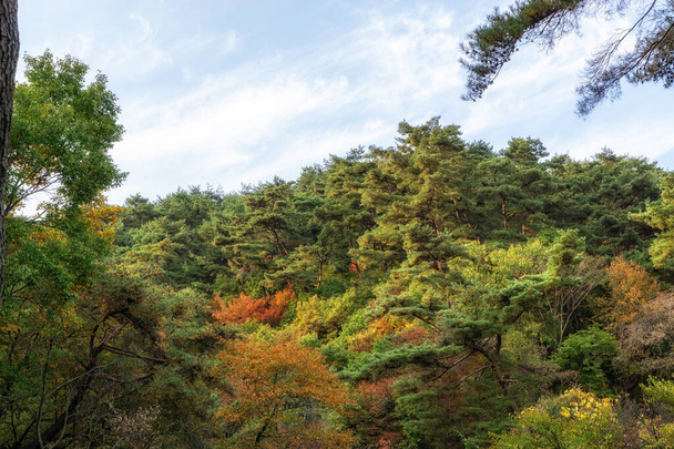 podzimní listí v Yongmunsan - Fotografie, Obrázek