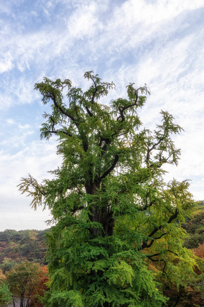yongmunsa gingko tree in autumn - 写真・画像