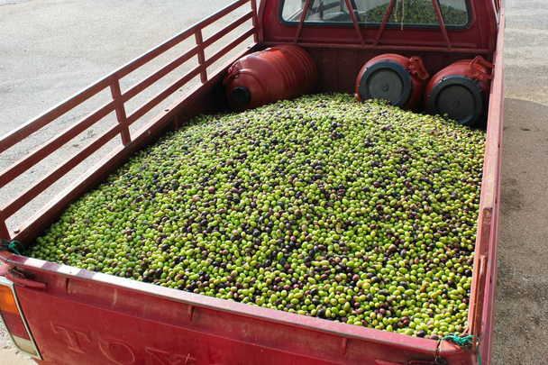 Harvested Greek olives uploaded on a truck. - Photo, Image