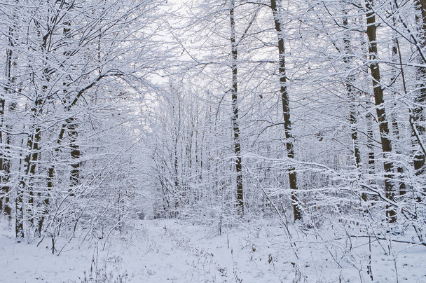 Sentier forestier dans la forêt hivernale enneigée
 - Photo, image