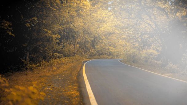 Panoramic shot autumn fall with beautiful infinite road and a beam of light from canopy also. - Foto, imagen