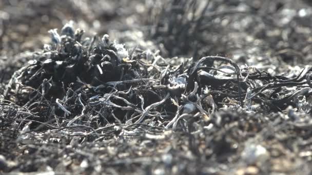 Makró kilátás perzselt és halott fű fekete halott földön a nyári réten, vad tűz megölte rovarok, csigák így csak égett fű - Felvétel, videó