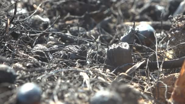 Μακροσκοπική άποψη της καμένης και νεκρής γης στο λιβάδι, άγρια φωτιά σκότωσε τα έντομα, σαλιγκάρια αφήνοντας μόνο απανθρακωμένα μαύρα κελύφη - Πλάνα, βίντεο
