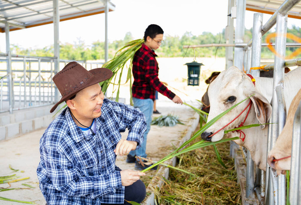 Asiatique agriculteur homme nourrir vache
 - Photo, image