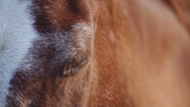 primer plano vídeo de un caballo - Metraje, vídeo