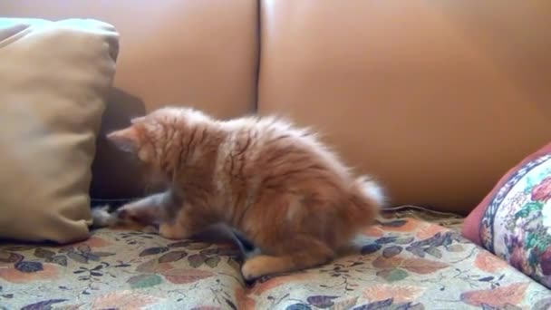 little kitten playing his toy mouse - Кадры, видео