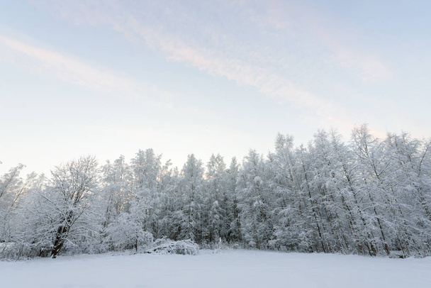Les je pokryt hustým sněhem a jasnou modrou oblohou ve vítězství - Fotografie, Obrázek
