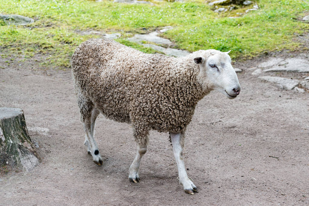 Domestic sheep (Ovis aries) are quadrupedal, ruminant mammals typically kept as livestock. - Photo, Image