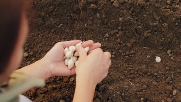 有機野菜の庭に白いタマネギを植える - 映像、動画