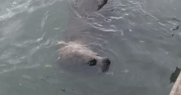 Sluiten van mooie zeewolf gluren uit het water oppervlak. Zoogdieren zwemmen in een natuurlijke omgeving. Detail van het hoofd. Haven Punta del Este, Maldonado, Uruguay - Video