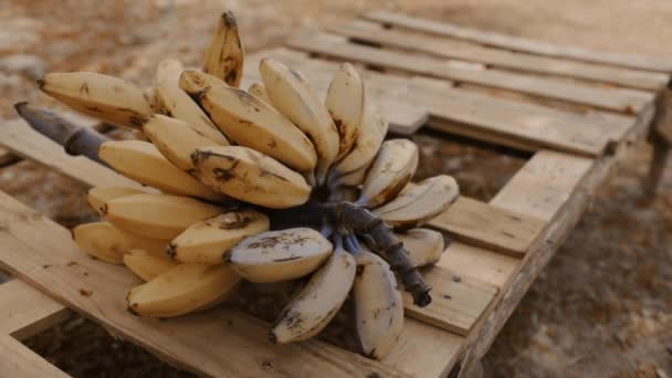 een groepje bananen op een krat - Video