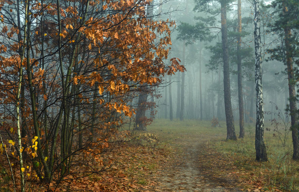 森だ秋だ霧が木々に包まれた。秋の衣装に身を包んだ葉や草 - 写真・画像