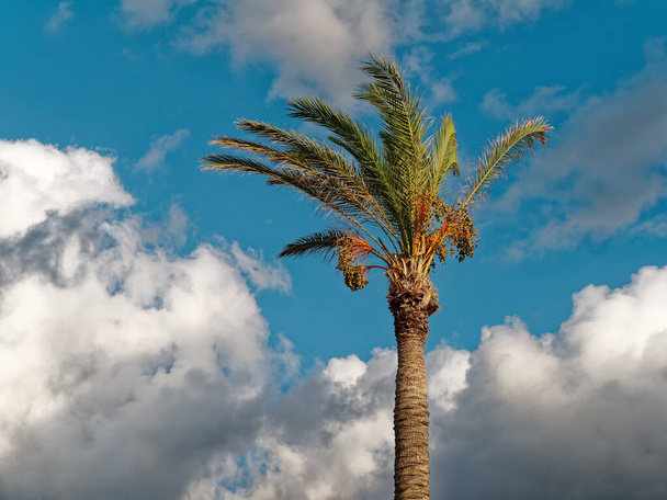 palm tree against blue sky - Foto, immagini