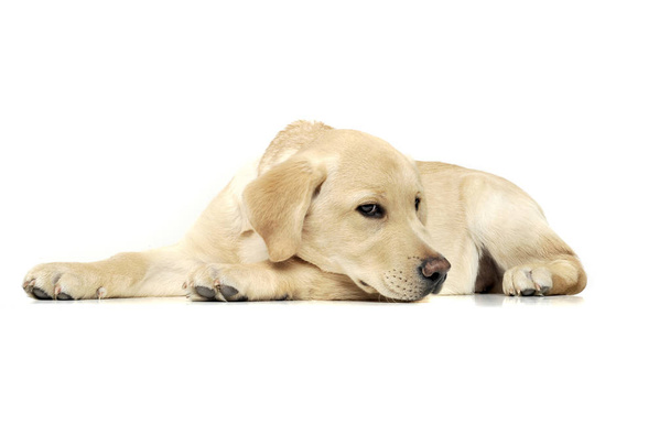 Очаровательный щенок лабрадор ретривер лежит печально на белом фоне
 - Фото, изображение