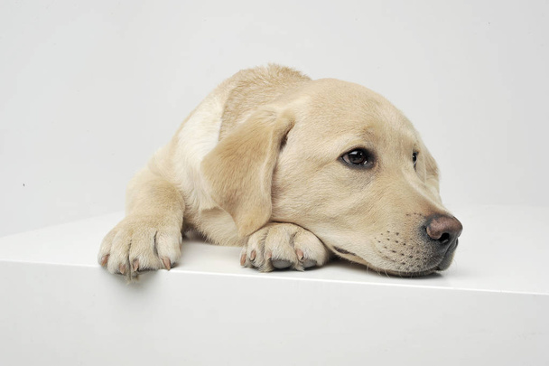 An adorable Labrador Retriever puppy lying sadly on white background. - Photo, Image