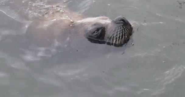 Sluiten van mooie zeewolf gluren uit het water oppervlak. Zoogdieren zwemmen in een natuurlijke omgeving. Detail van ogen en snorharen. Haven Punta del Este, Maldonado, Uruguay - Video