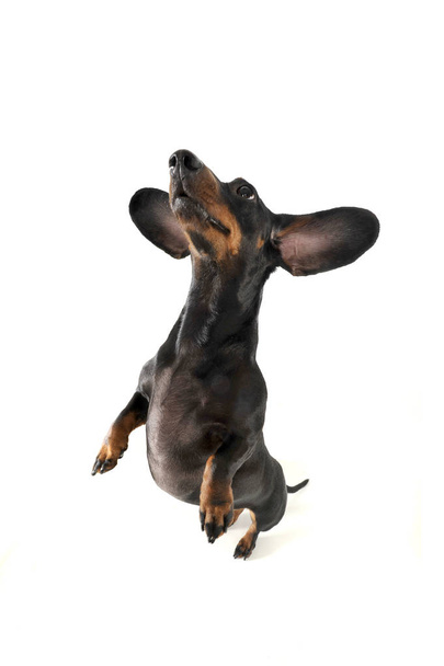 Funny shot of an adorable short haired Dachshund standing on hind legs - Photo, image