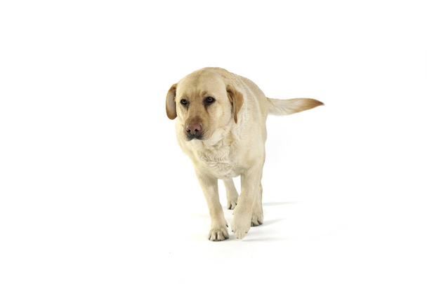 Estúdio tiro de um adorável Labrador retriever andando tristemente
 - Foto, Imagem