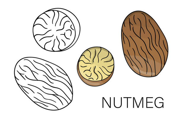 Vector black and white and colored nutmeg icon. Set of isolated  - Vector, Image