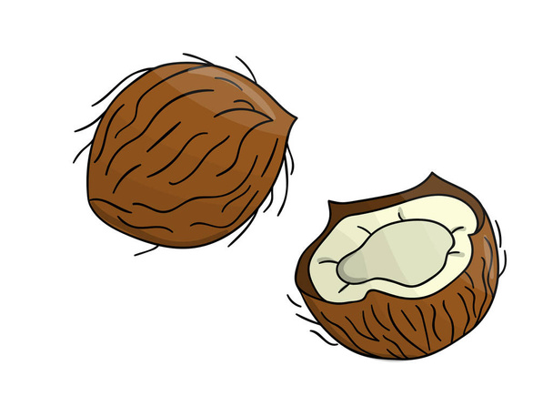 Vector colored coconut icon. Set of isolated monochrome nuts. Fo - Vector, Image