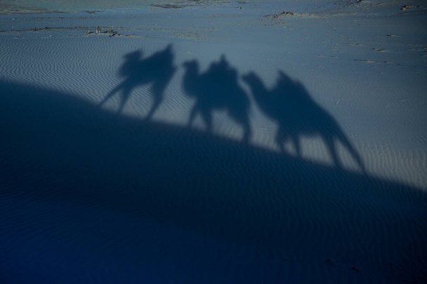 Camel shadow on moonlight - Photo, Image