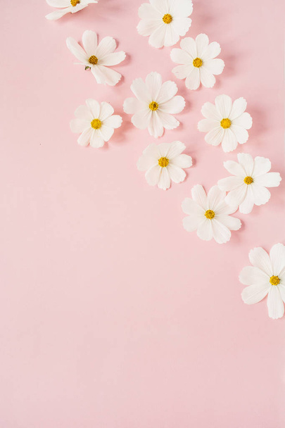 A beautiful white romomile, daisy flowers on pale pink background. Праздник, свадьба, день рождения, юбилей. Плоская лежала, вид сверху копировальное пространство. Минимальная концепция. - Фото, изображение