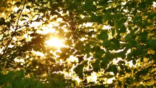 早朝の太陽が日の出になる - 映像、動画