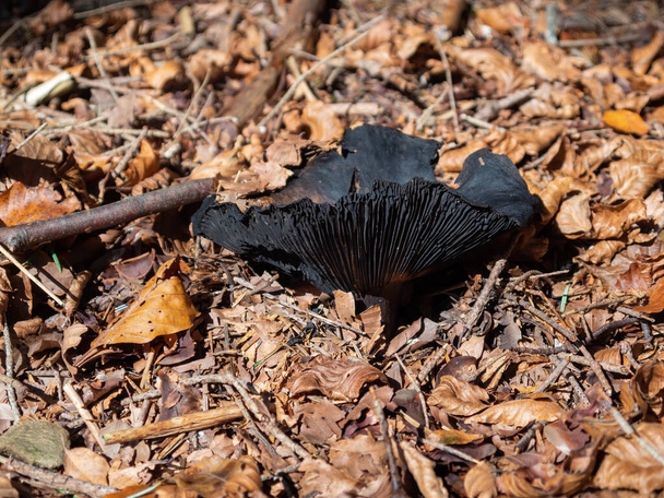 Nagy fekete európai kopoltyús gomba az erdőben. Valószínűleg Russula nigricans, más néven Blackening brittlegill vagy Blackening russula. - Fotó, kép