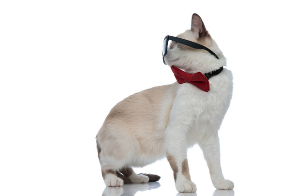 Метіс кіт з сонцезахисними окулярами, що стоять і озираються назад через плече
 - Фото, зображення