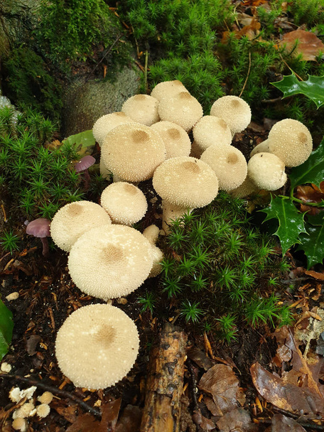 Puffball mushrooms - Photo, Image