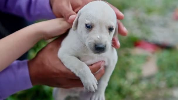 primer plano retrato de pequeño cachorro blanco temblando
 - Imágenes, Vídeo