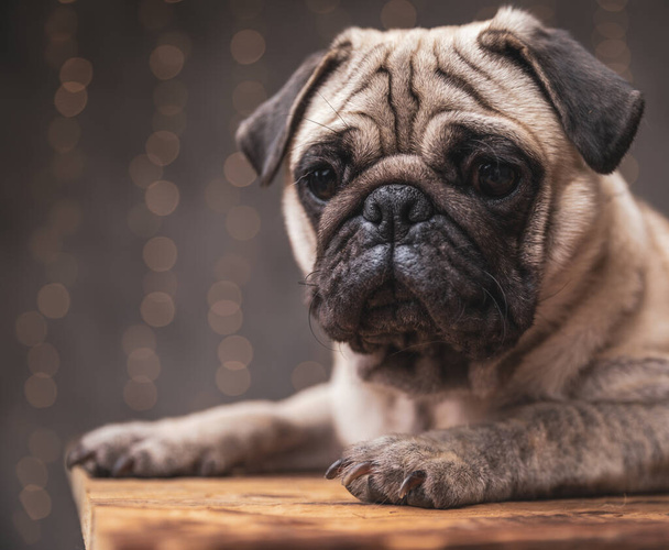 pug hond met bruine vacht liggend staren naar camera - Foto, afbeelding
