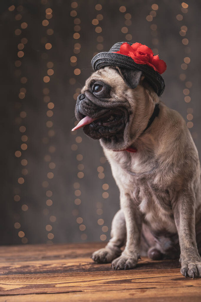 Pug koira yllään hattu istuu ja törröttää hänen kielensä
 - Valokuva, kuva