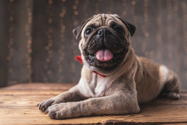 adorable pug dog wearing red bowtie lying down and panting  - Foto, Imagen