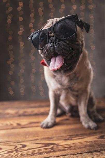 słodki pies w okularach przeciwsłonecznych siedzi i odwraca wzrok - Zdjęcie, obraz