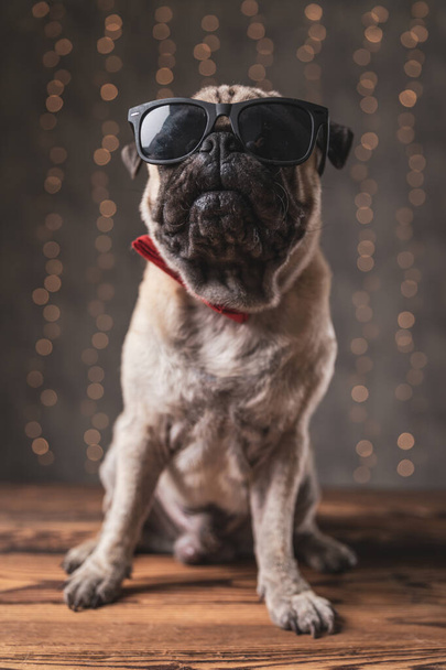 Pug dog güneş gözlüğü takıyor ve havalı bir tavırla poz veriyor. - Fotoğraf, Görsel