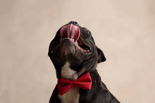 bulldog francês vestindo bowtie vermelho sentado e olhando acima
 - Foto, Imagem