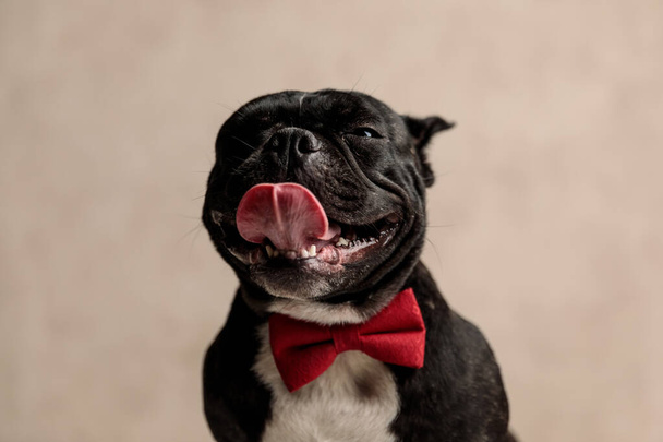 Ranskalainen bulldog yllään punainen rusetti istuu ja nuolee suuta
 - Valokuva, kuva