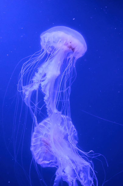 gyönyörű medúza egy nagy akváriumban az akváriumban - Fotó, kép