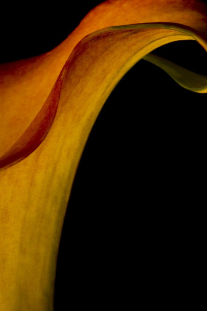Orange Calla Lily - Φωτογραφία, εικόνα