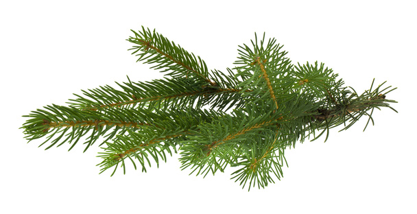 Christmas tree branch isolated on white background - Photo, Image